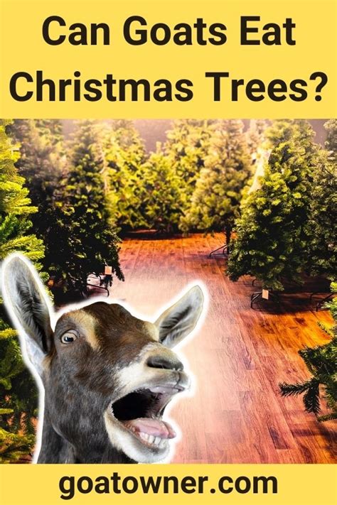 Do Farm Animals Eat Christmas Trees